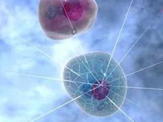 内膜血流0级是否严重及能否进行移植？